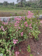 Antigonon