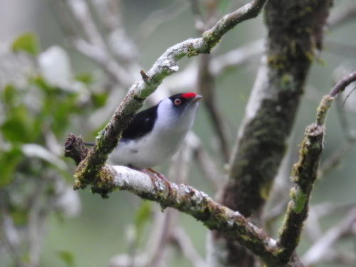 Pin-tailed Manakin