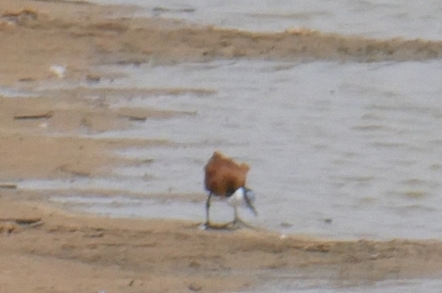 iNaturalist image