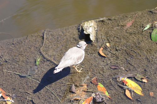iNaturalist image