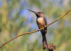 Jacamaralcyon tridactyla