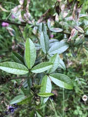 Otholobium mexicanum