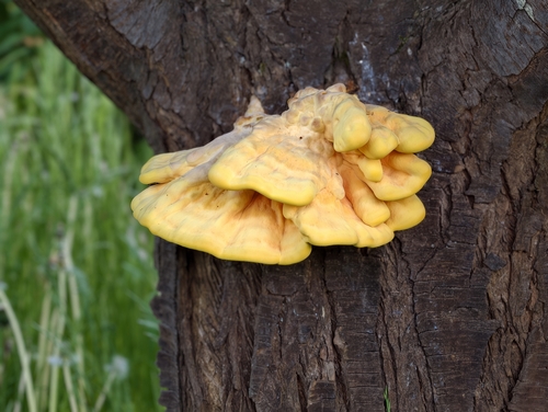 chicken of the woods