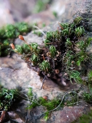 Ptychomitrium australe