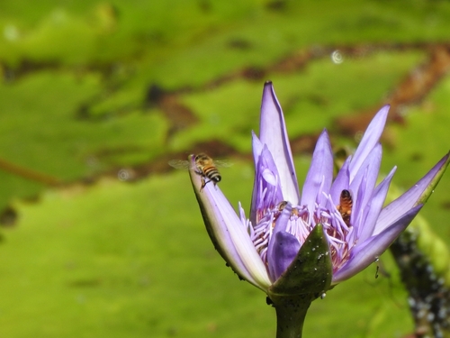 Blue Water Lily