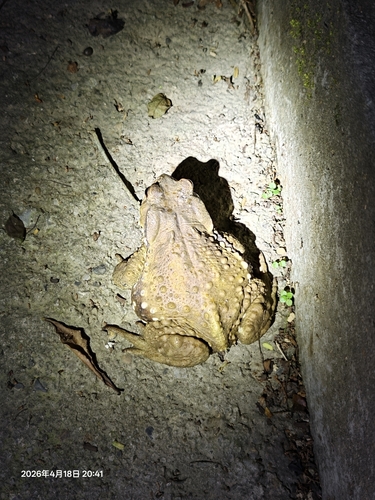 Asiatic Toad