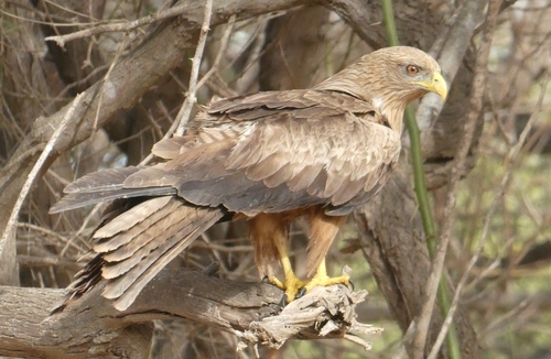 Yellow-billed Kite