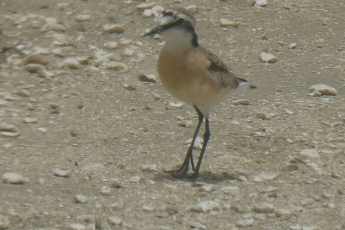 iNaturalist image
