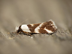 Eremnotypa steriphota