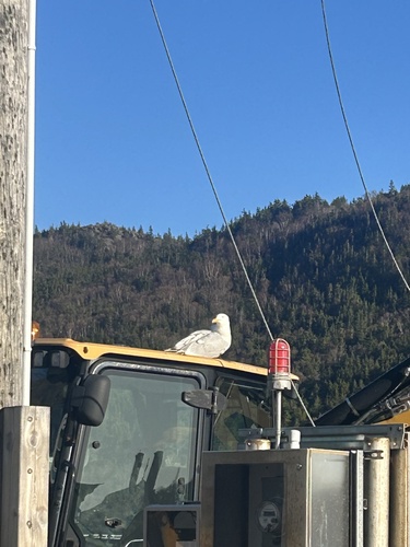 American Herring Gull