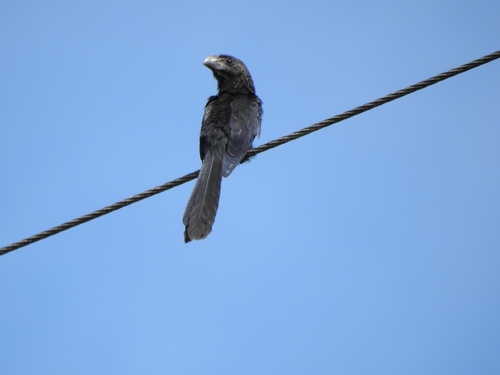 Smooth-billed Ani