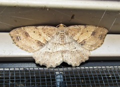 Melanolophia signataria