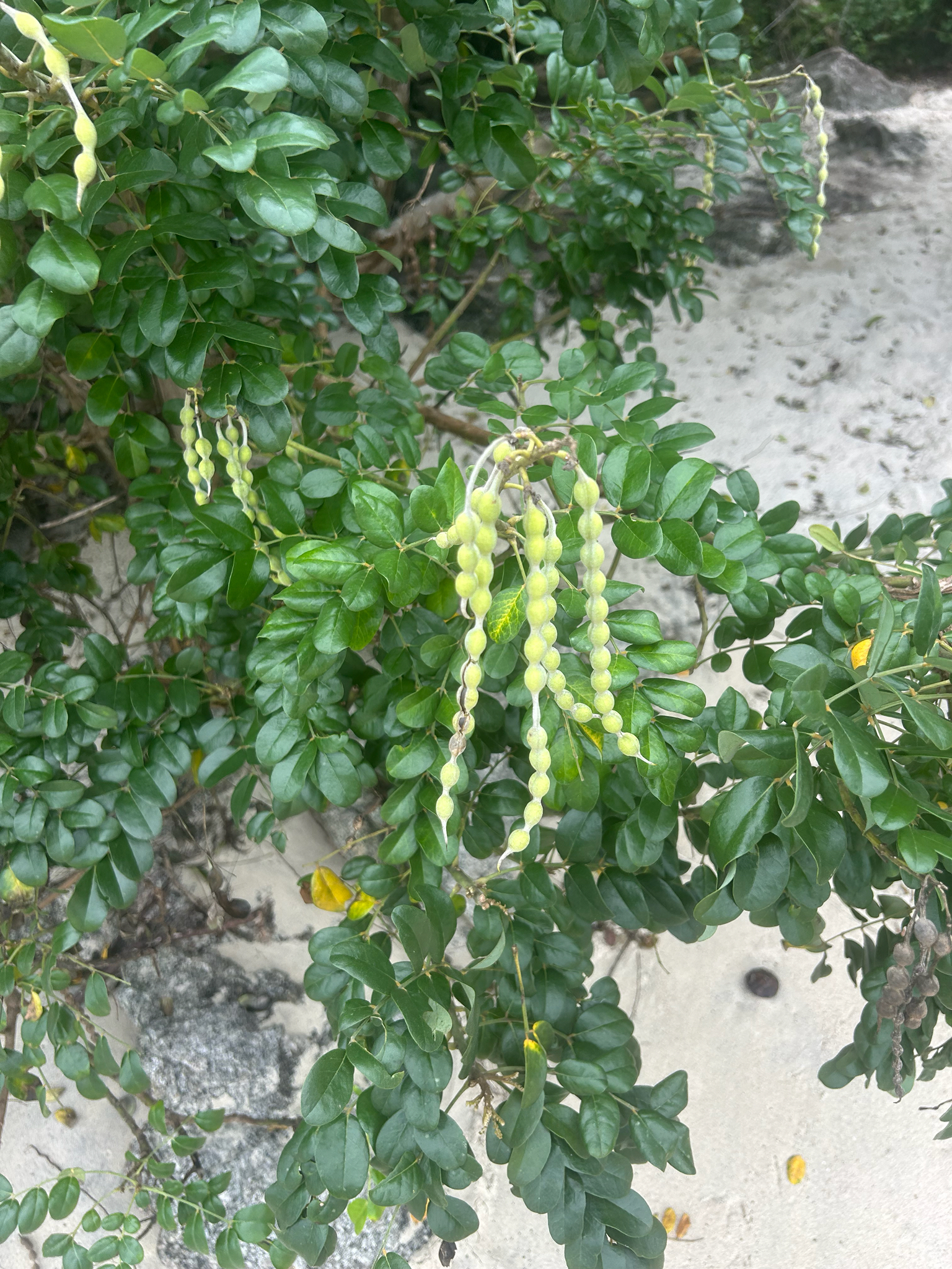 Sophora tomentosa