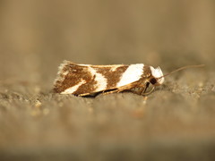 Eremnotypa steriphota