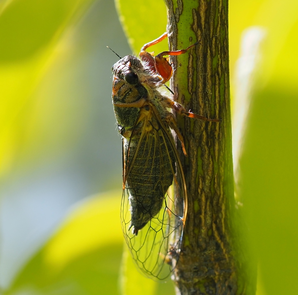 Platypedia middlekauffi