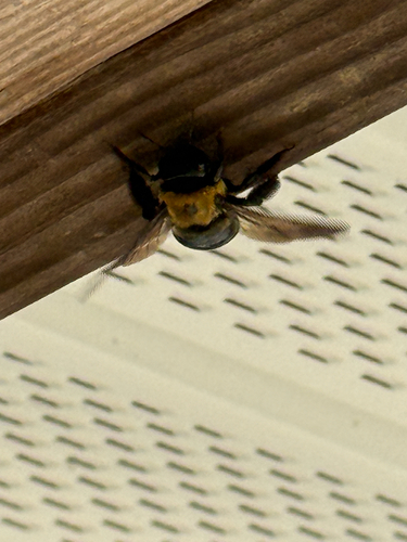Eastern Carpenter Bee