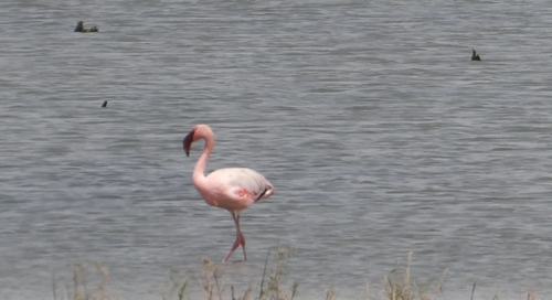 iNaturalist image