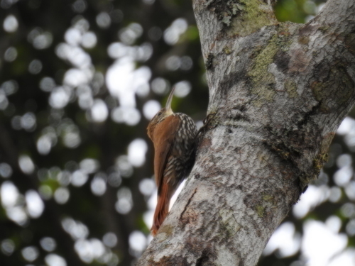 Scaled Woodcreeper