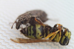 Listroderes difficilis