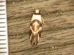 Eremnotypa steriphota