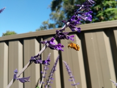 Amegilla bombiformis