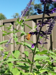 Amegilla bombiformis