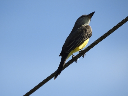 Tropical Kingbird