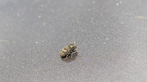 Eastern Ash Bark Beetle photo 4