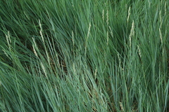 Elymus lolioides