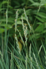 Elymus lolioides