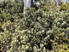 Notholithocarpus densiflorus echinoides