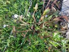 Claytonia rubra