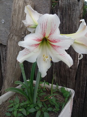 Hippeastrum hybridum