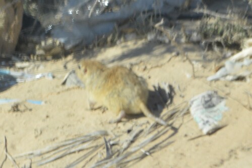 Fat Sand Rat