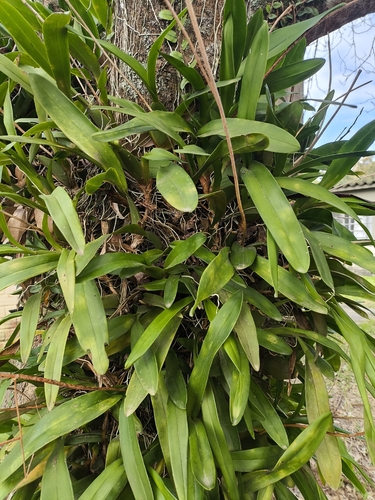 Gomesa bifolia, photograph 6