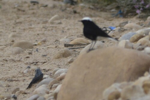 White-crowned Wheatear