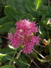 Hylotelephium spectabile