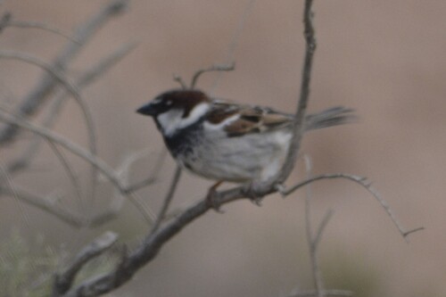 House × Spanish Sparrow