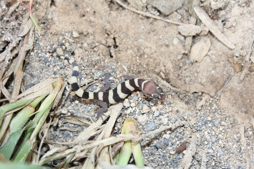 Texas Banded Gecko