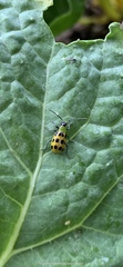Diabrotica undecimpunctata