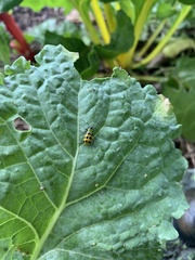 Diabrotica undecimpunctata