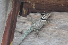Sceloporus cyanogenys