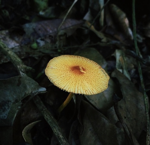 Leucocoprinus brunneoluteus