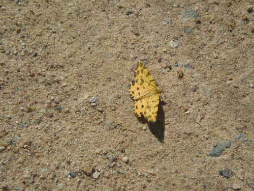 Speckled Yellow