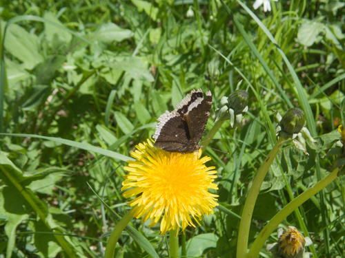 Mourning Cloak
