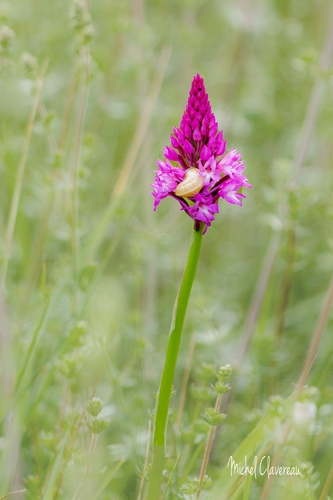 pyramidal orchid