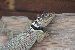 Sceloporus cyanogenys
