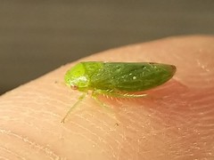 Hyalojassini