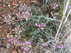 Astragalus tephrodes