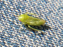 Hyalojassini